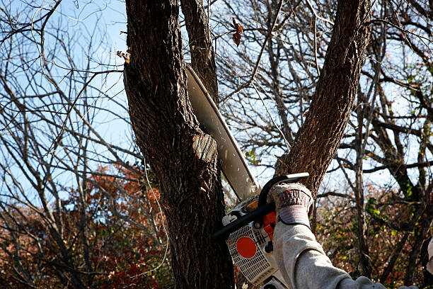 Trusted Bee Ridge, FL Tree Services Experts